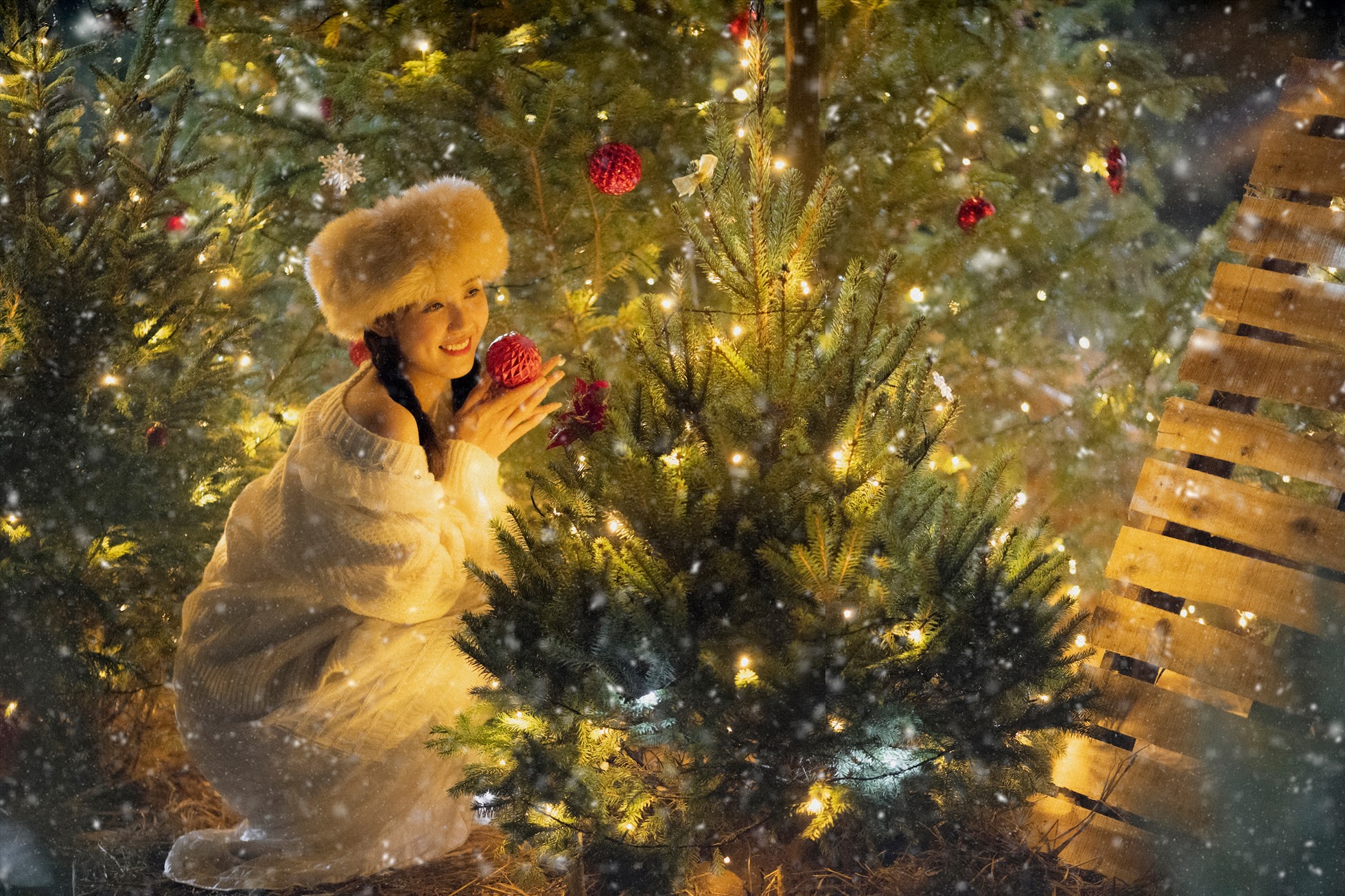 Thông Noel Mộc Châu Hero