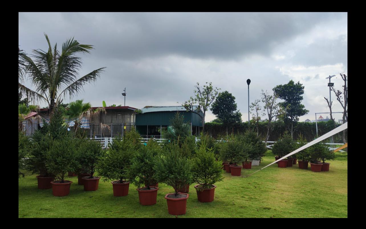 Thông Noel Mộc Châu Hero