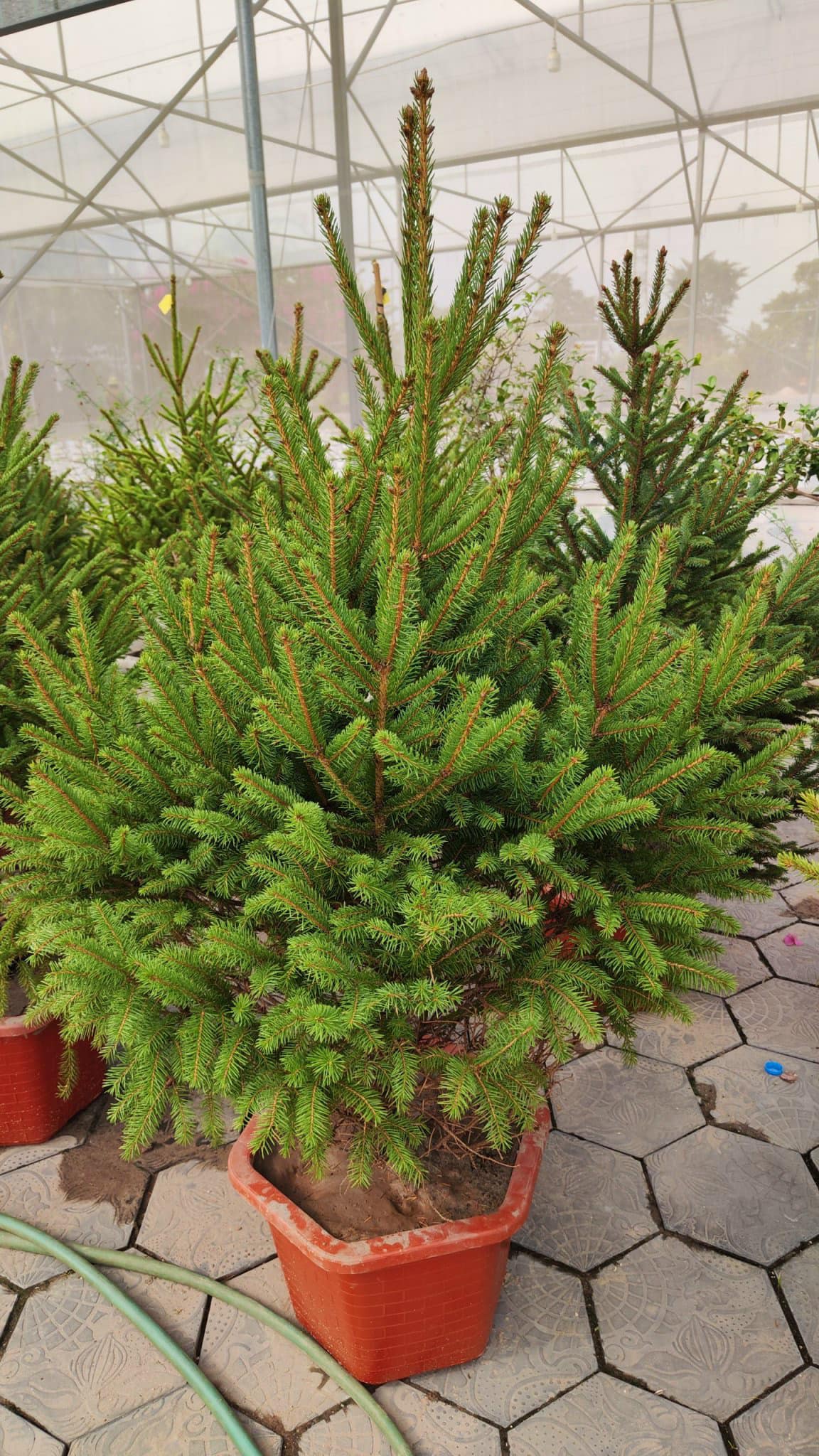 Thông Noel Mộc Châu Hero