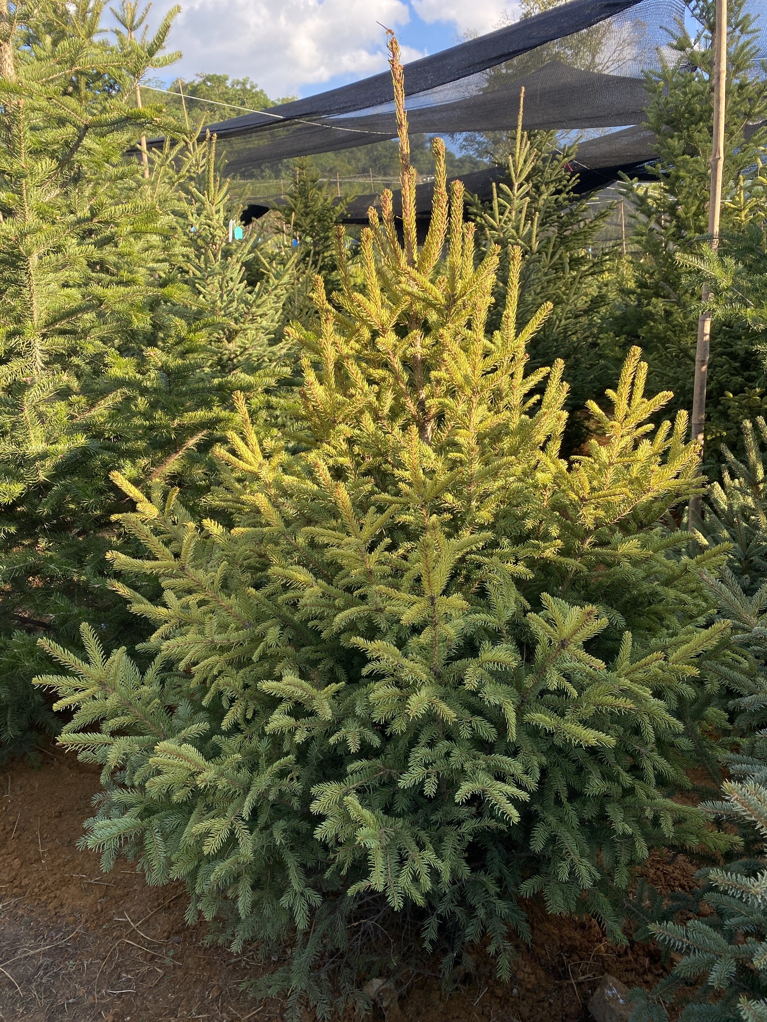 Thông Noel Mộc Châu Hero