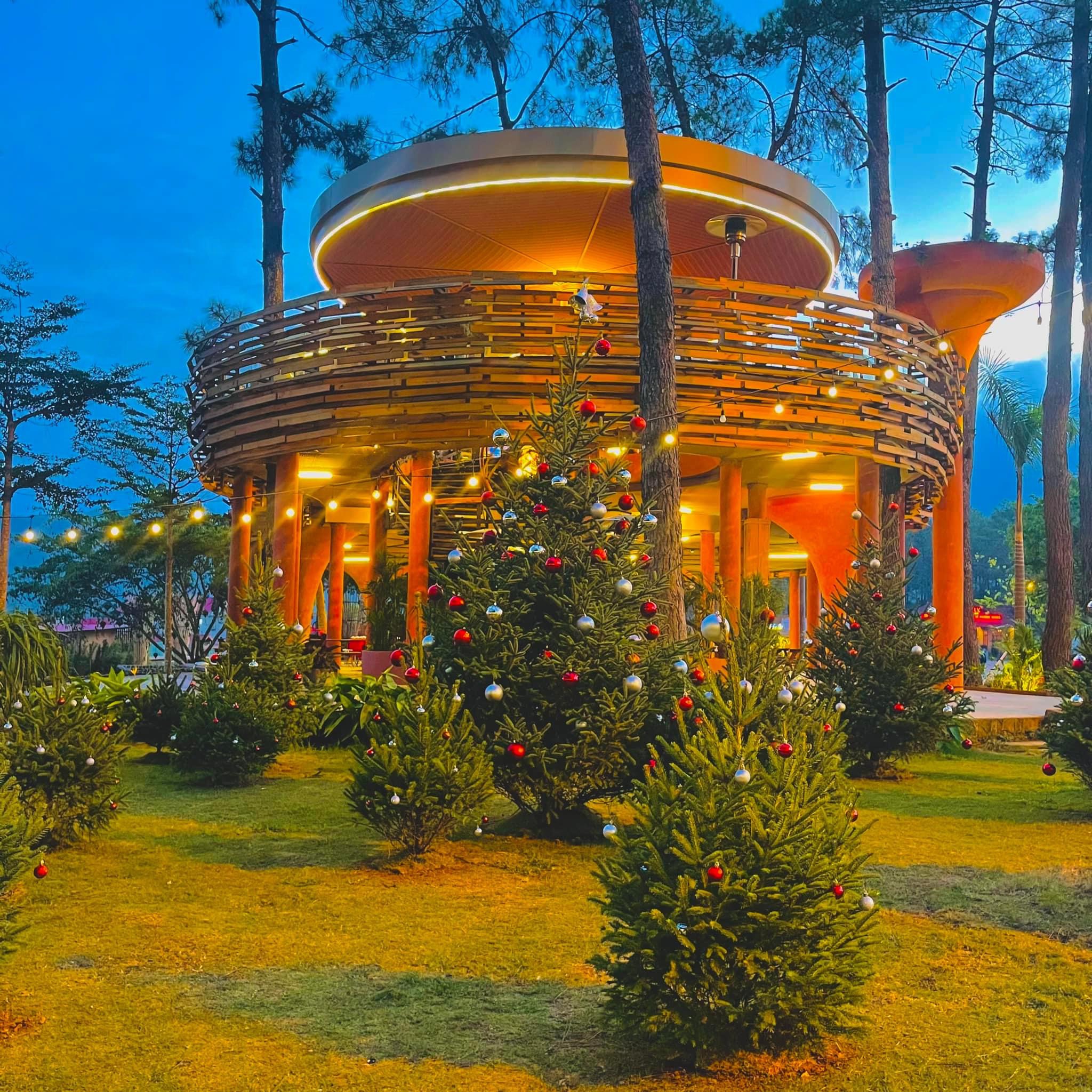 Thông Noel Mộc Châu Hero