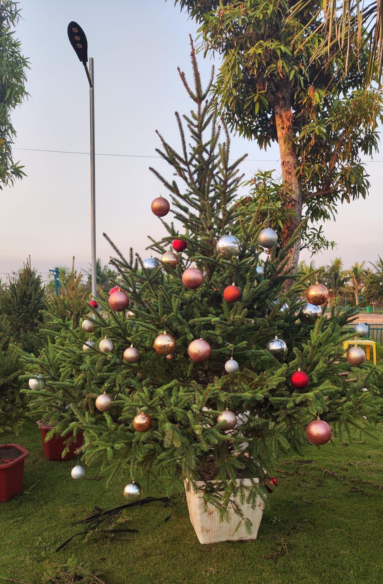 Thông Noel Mộc Châu Hero